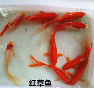小红鱼