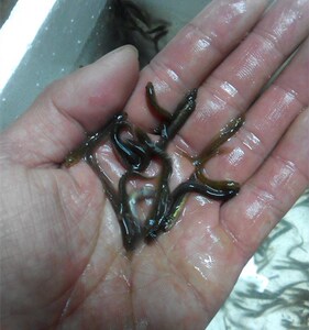 台湾泥鳅苗小泥鳅苗草鱼苗鲫鱼苗龙鱼鳄龟魟鱼观赏鱼活体饲料