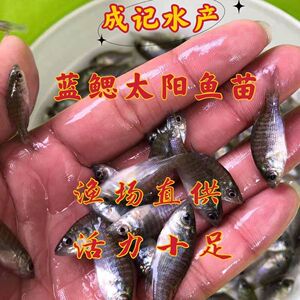 蓝鳃太阳鱼苗凶猛原生鱼金边杂交冷水鱼观赏鱼优质活体大型淡水