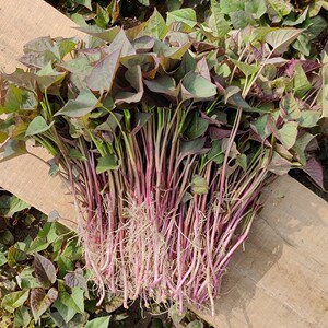 老品种黄皮黄心黄瓤北京553红薯苗秧子烟薯秧苗卢龙地瓜苗蜜薯苗