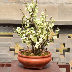 绿宝石海棠盆景