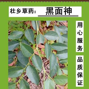 壮乡野生黑面神 黑面叶 鬼画符 乌漆臼 青漆 老鸦写字 枝叶鲜品