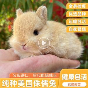 双血统进口纯种美国侏儒宠物兔子活物小体型迷你长不大茶杯垂耳兔