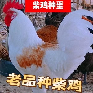 河南柴鸡高产老品种土鸡种蛋受精蛋可孵化小鸡种蛋破损包赔