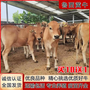 鲁西黄牛肉牛犊小牛犊活牛西门塔尔牛牛苗种牛改良肉牛犊养殖技术