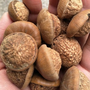 肾子风流果新货大肾果龟头子500g印度青果掉藤果状阳果