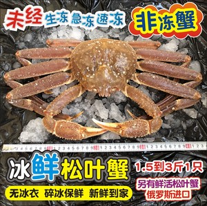 松叶蟹鲜活进口冰鲜长脚蟹俄罗斯1.5到3斤特大板蟹雪蟹腿大螃蟹