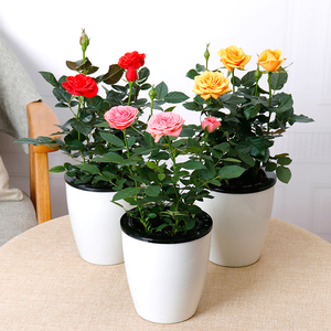 玫瑰花盆栽 四色玫瑰花盆栽 精品月季花苗 迷你玫瑰花盆栽带花发