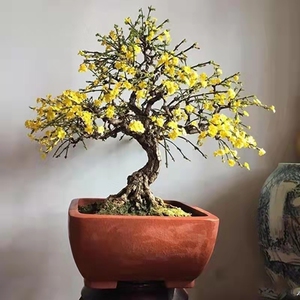 迎春花盆景老桩造型