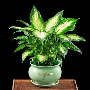 万年青植物银皇后盆栽青瓷室内办公盆景四季常青冬天去除甲醛绿植