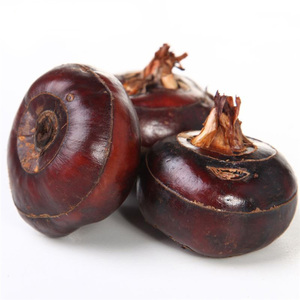 新鲜蔬菜 荸荠 马蹄 地栗子 水生蔬菜 1斤同城配送