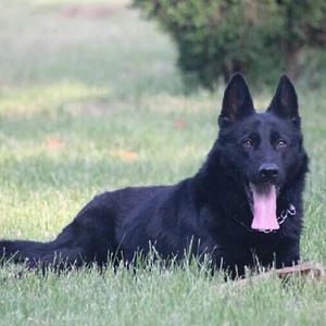 德国黑狼犬
