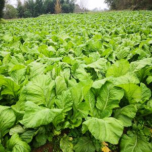 四川新鲜榨菜头 大头菜青菜头菱角菜芥菜羊角菜农家新鲜5斤包邮10