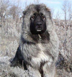 高加索犬巨型纯种大型