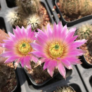 二月晴花杯虾仙人球微刺虾折墨虾鹿角柱属实生开花仙人球柱仙人掌