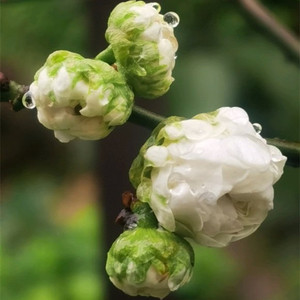 原生梅花  金钱绿萼