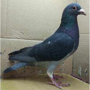 李鸟 信鸽,种鸽,成绩鸽