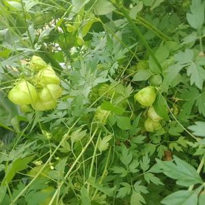 800人付款淘宝苦瓜根 野生凉瓜藤根干品 苦瓜藤 中