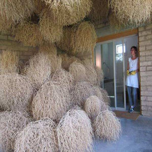 风滚草种子 野草种籽俄罗斯刺沙蓬草籽趣味耐寒耐旱一年草本植物