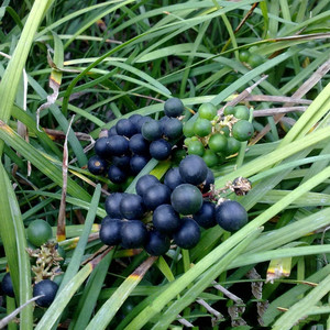 沿阶草种子长麦冬细叶麦冬草小叶青叶麦冬草花地被植物多年生草本