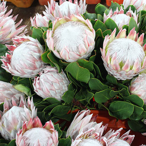 进口帝王花公主花白红粉色家庭办公室插花节日送女友婚庆手捧