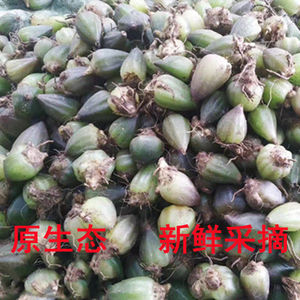 石猪心 新鲜野生石猪心 高山自采 单叶石仙桃 煲汤