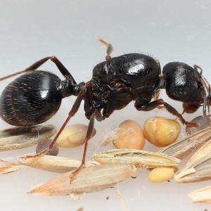 工匠收获蚁宠物蚂蚁蚁后生日礼物新手蚂蚁吃种子的蚂蚁