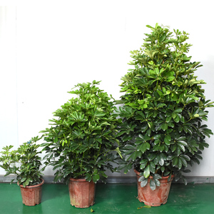 鸭脚木招财树大型绿植盆栽客厅八方来财鸭掌木盆栽吸甲醛净化空气