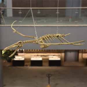 000人付款淘宝大型仿真恐龙翼龙骨架头骨装饰博物馆霸