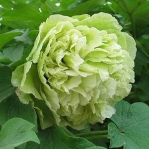 绿色牡丹苗大苗牡丹菏泽春柳洛阳正宗室内外庭院盆栽绿慕隐玉