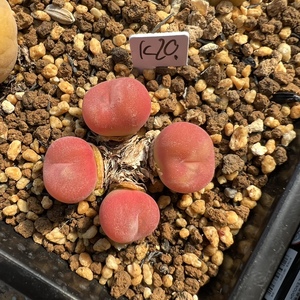 空卡佛肉锥红空卡果冻群生 c.concavum 多肉植物屁屁花一物一拍