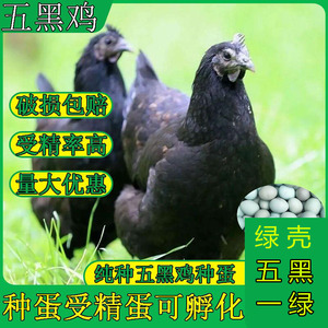 纯种五黑鸡种蛋受精蛋乌骨鸡五黑一绿壳蛋可孵化受精种蛋绿壳黑鸡