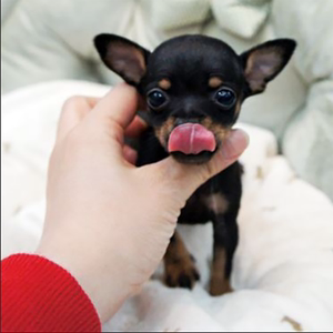 纯种铁包金小鹿犬幼犬活体黄色宠物迷你笃宾小体幼崽迷你杜宾犬