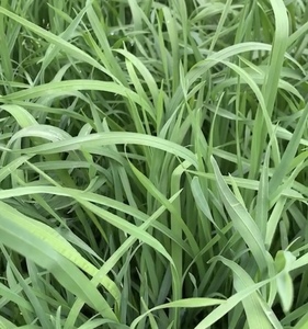 新鲜果树草陆龟粮兔子牧草兔草荷兰猪非干草现割100克