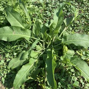 土大黄新鲜叶子