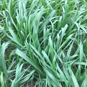 新鲜小麦草小麦苗牧草龟粮陆龟兔子豚鼠饲料现摘现割100克