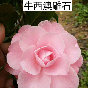 牛西奥原生苗  牛西澳雕石  金华茶花   外国品种茶花苗 名贵品种