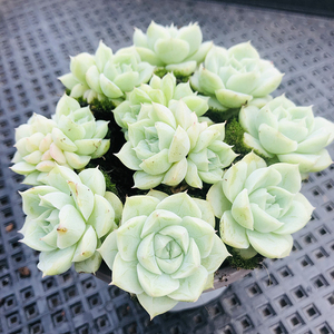 精品多肉植物 玉如意10颗一组 杂交新品