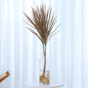 水培植物七彩铁千年木室内盆栽办公室客厅吸甲醛马尾龙血树大绿植