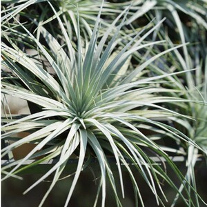 空气凤梨休斯顿houston无土盆栽室内吸甲醛绿植花卉植物