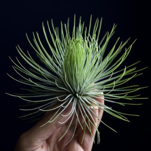 空气凤梨宝石tillandsiaandreana无土室内吸甲醛盆栽绿植花卉植物