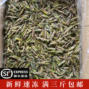 云南特产小蚂蚱中华野生稲蝗小油蚂蚱蝗虫蚱蜢干新鲜冷冻500g