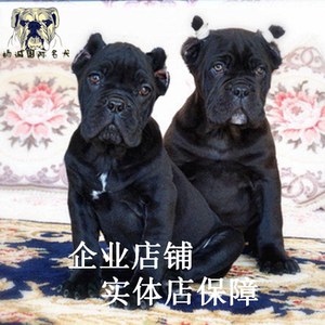 出售家庭护卫犬大型宠物狗狗 纯种卡斯罗犬幼犬出售 猛犬活体包邮