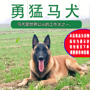 马犬幼犬纯种军犬成年警犬宠物小狗比利时黑红马活狗幼崽土狗活物