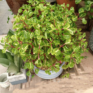 锦叶血苋钱多多荷兰进口盆栽冰雪奇缘桌面阳台客厅绿植吸甲醛好养