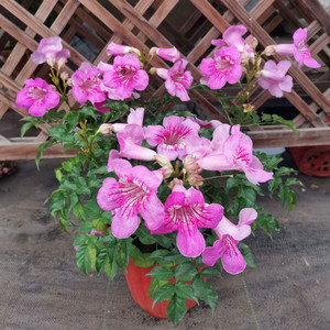 凌霄花盆栽粉色凌霄大盆庭院植物花卉化园阳台爬藤垂吊包邮耐寒热