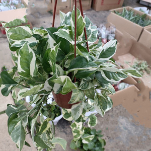 家庭园艺办公绿化淘宝爱优尚花叶绿萝盆栽大叶黄金葛绿植植物花卉