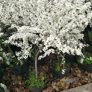 喷雪花盆小手球栽观赏花灌木雪柳白雪多年生庭院植物春季开.包邮