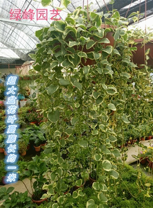垂吊植物常春藤【黄金花叶蔓盆栽】金边吊兰 金边常春藤吸甲醛