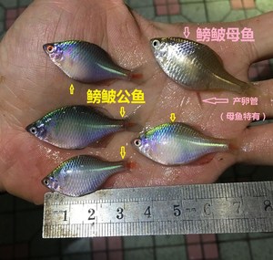 鳑鲏活体淡水小型除丝藻养殖鱼七彩冷水群游原生旁皮工具高体观赏